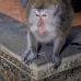 monkey_macaque_balinese_mf_ubud_v_1085_bal4803.jpg
